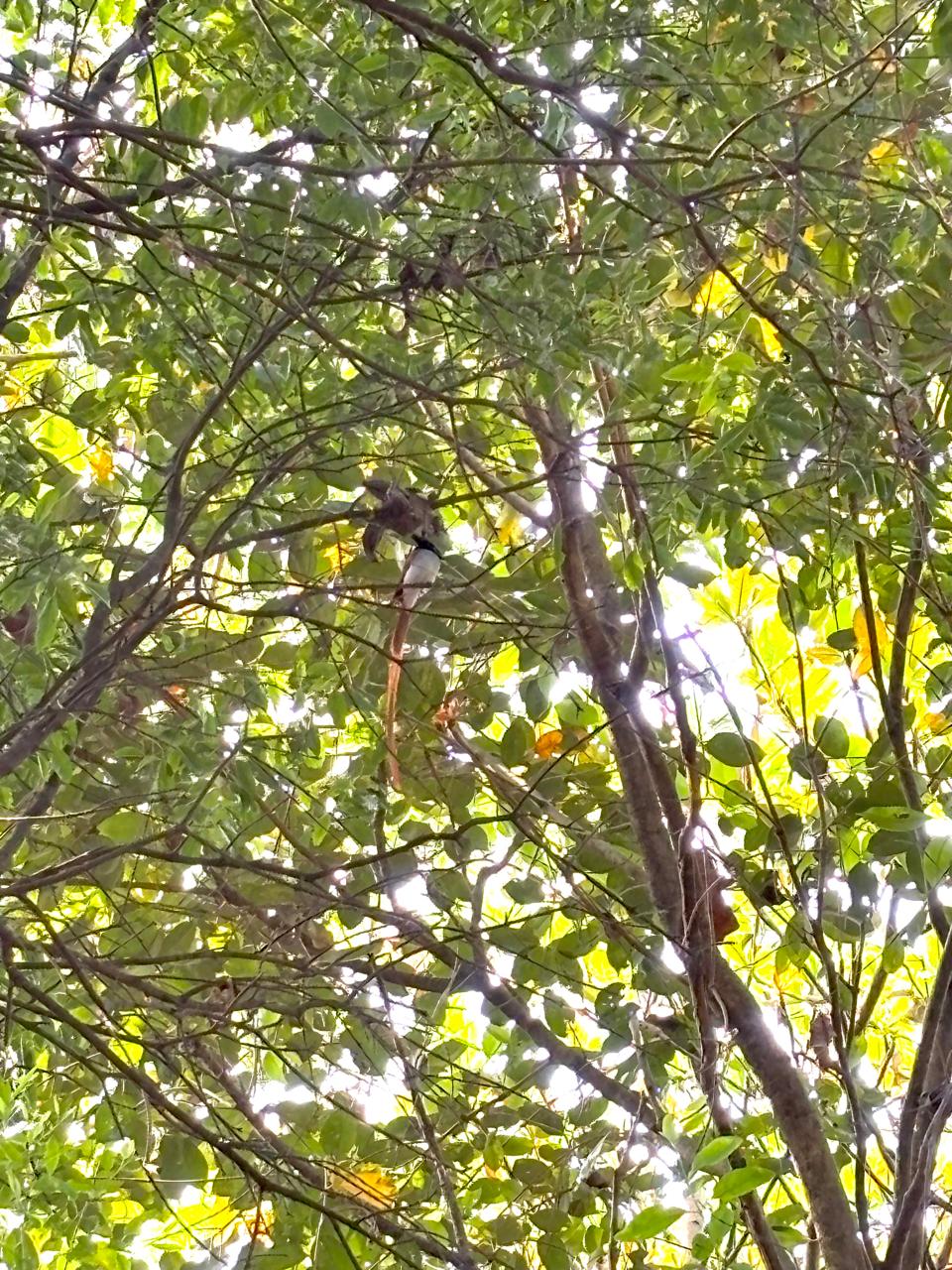 Tickell's Blue Flycatcher in leafy canopy