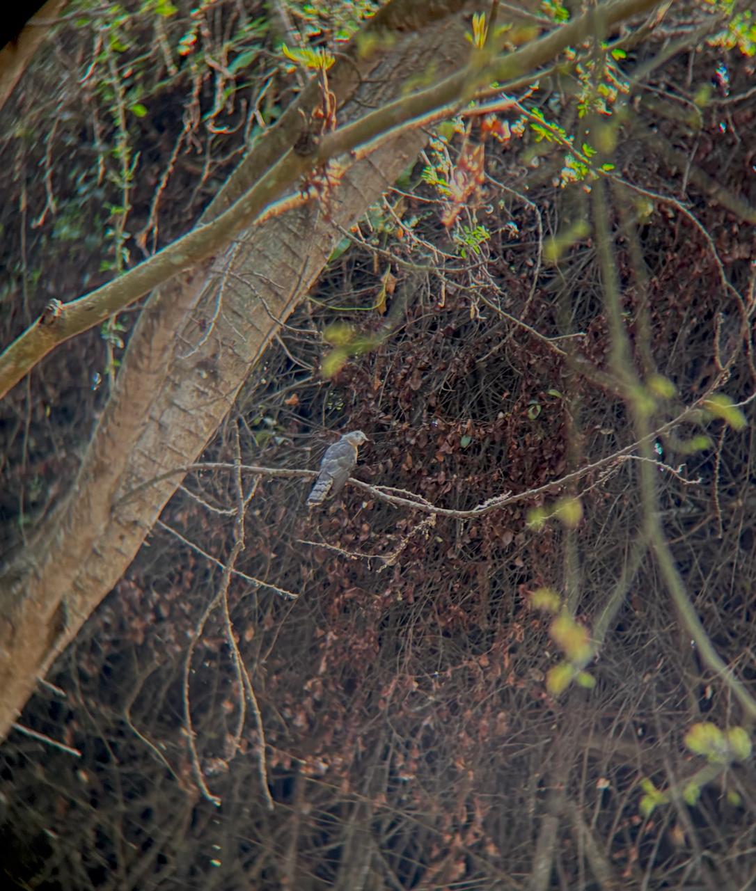 Shikra perched on branch