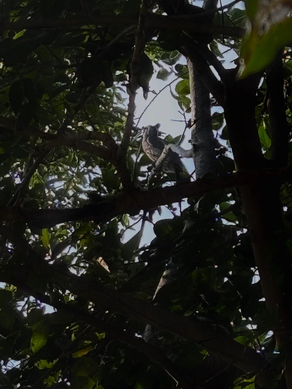 Jungle Owlet silhouetted in dark canopy