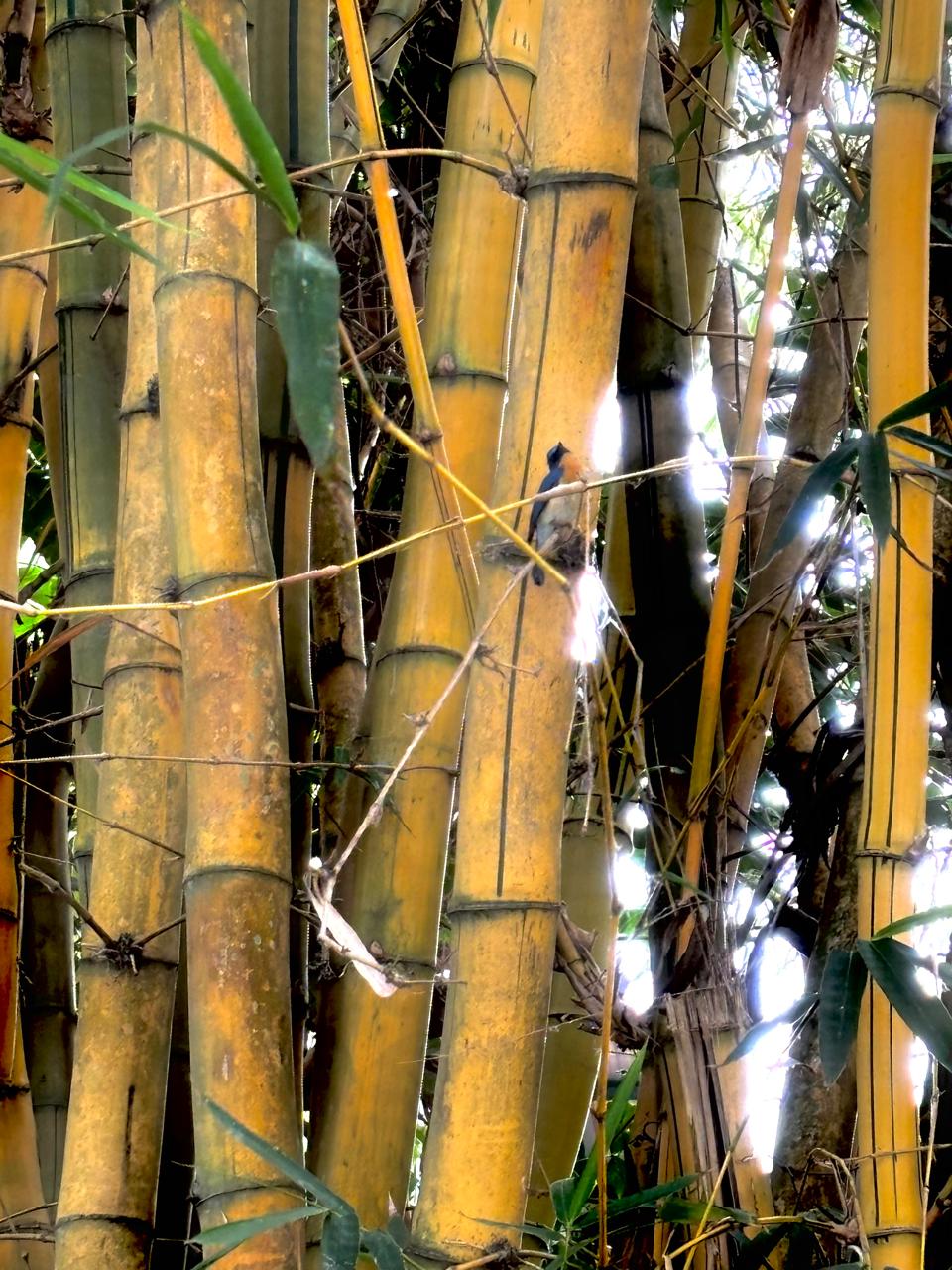 Tickell's Blue Flycatcher in bamboo grove
