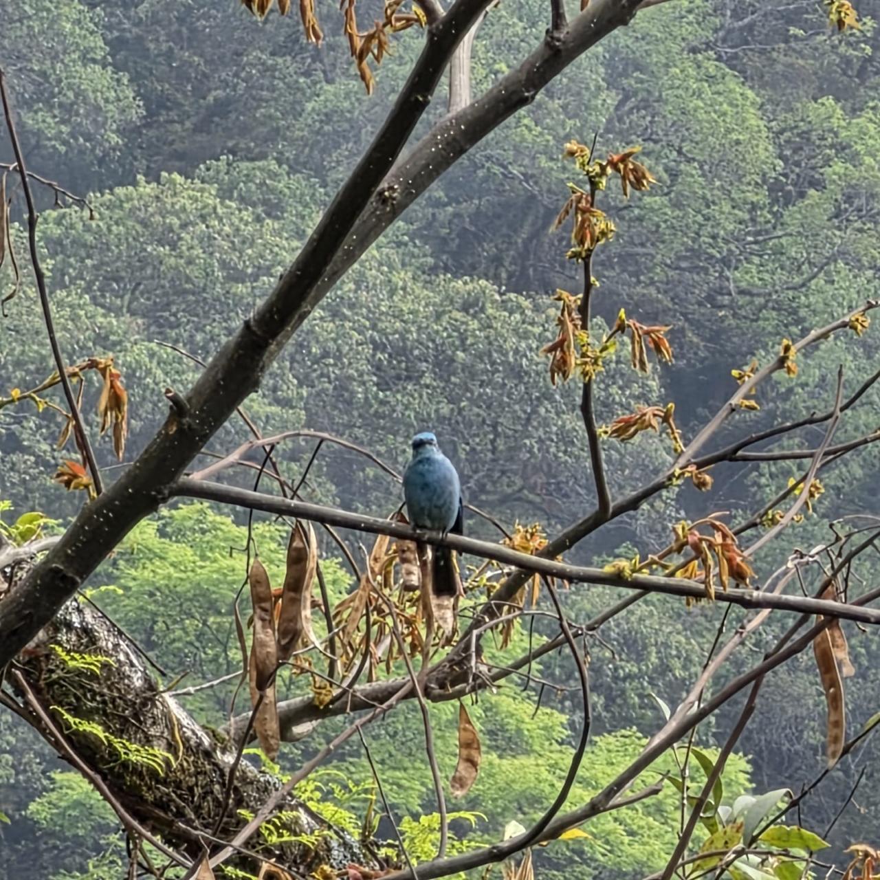Verditer Flycatcher perched on a bare branch at Ranganathittu