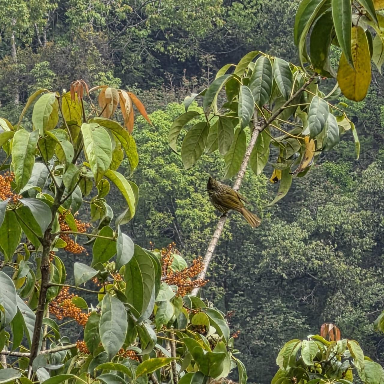 Yellow-browed Bulbul foraging in berries