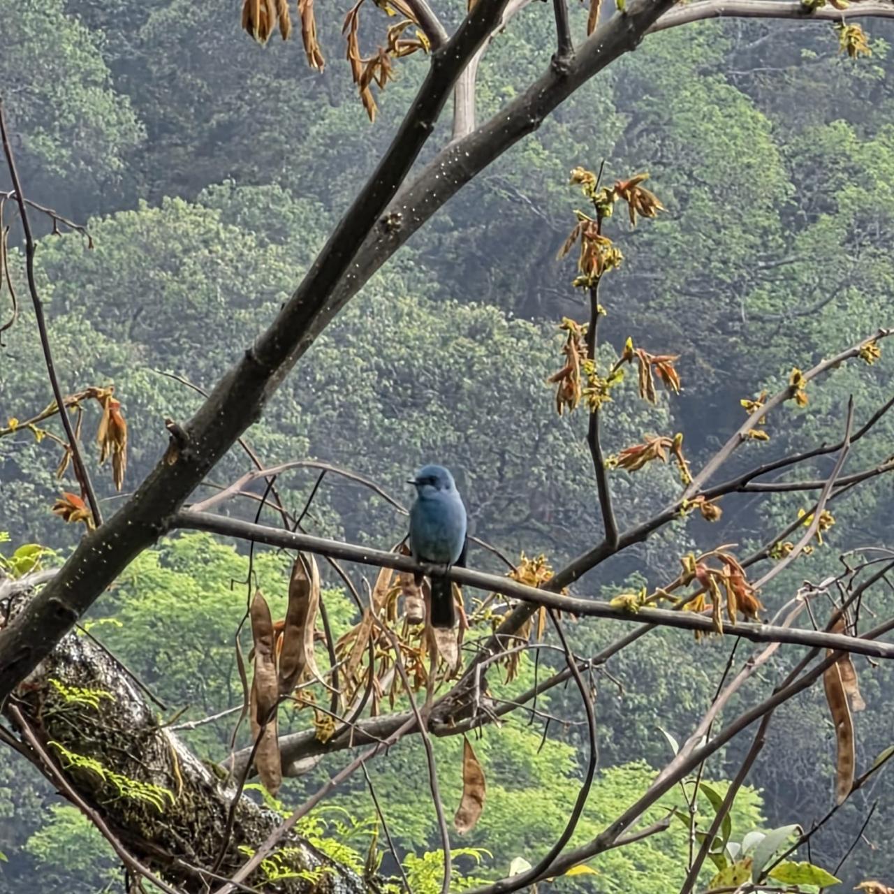 Verditer Flycatcher on branch against forest backdrop