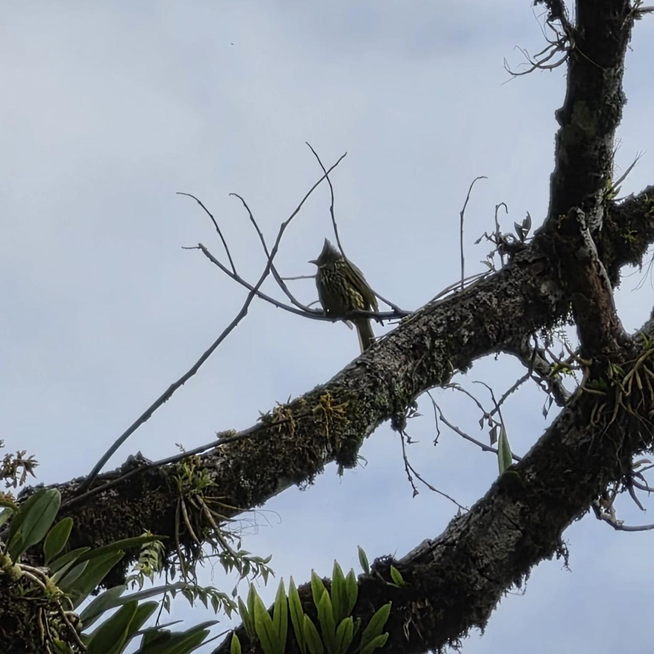 Speckled Piculet on mossy branch against sky