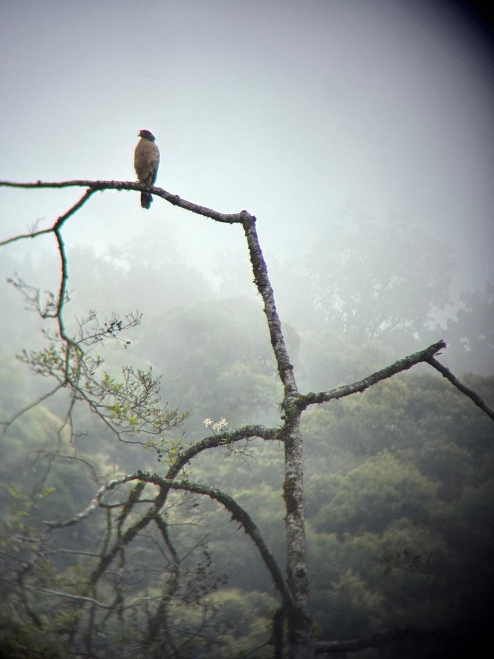 Bird perched on a misty branch above the forest canopy at Ranganathittu