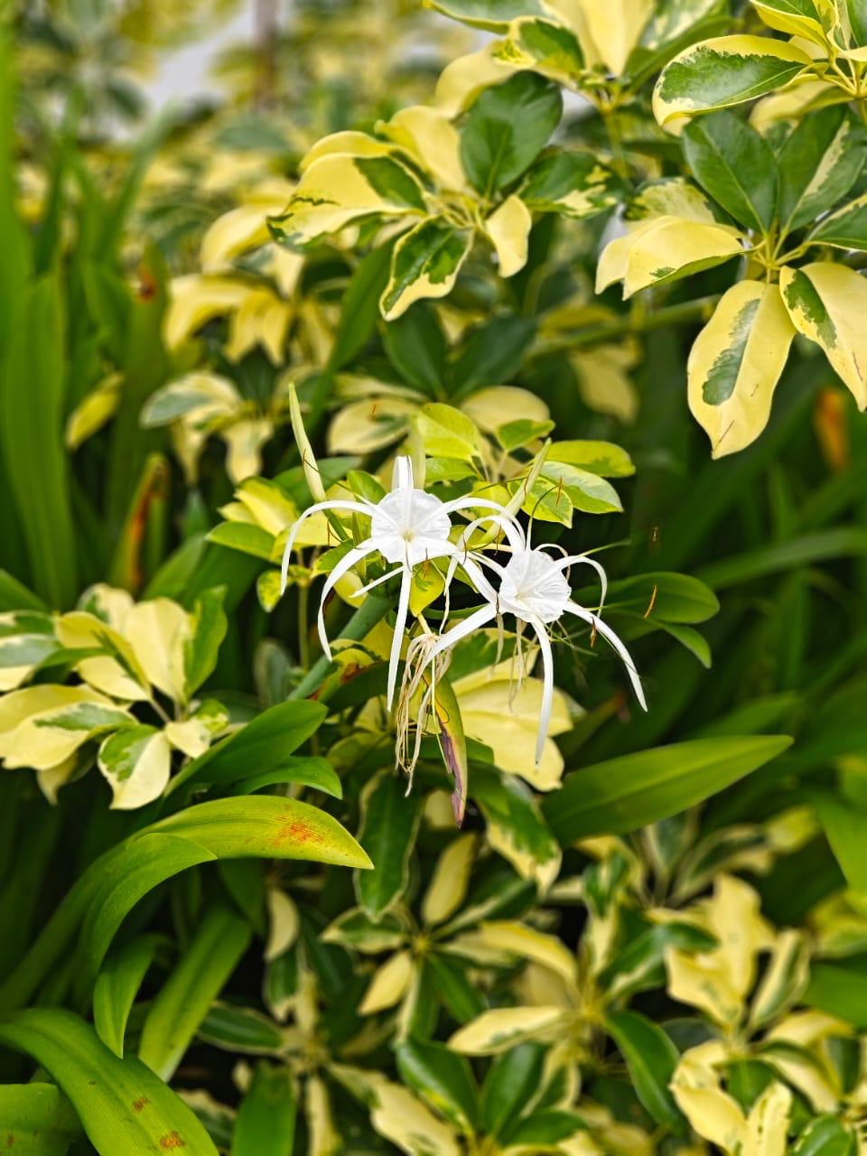 White spider lily flowers