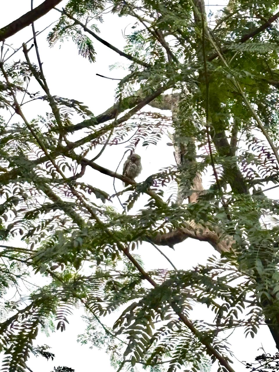 Owlet perched in tree branches