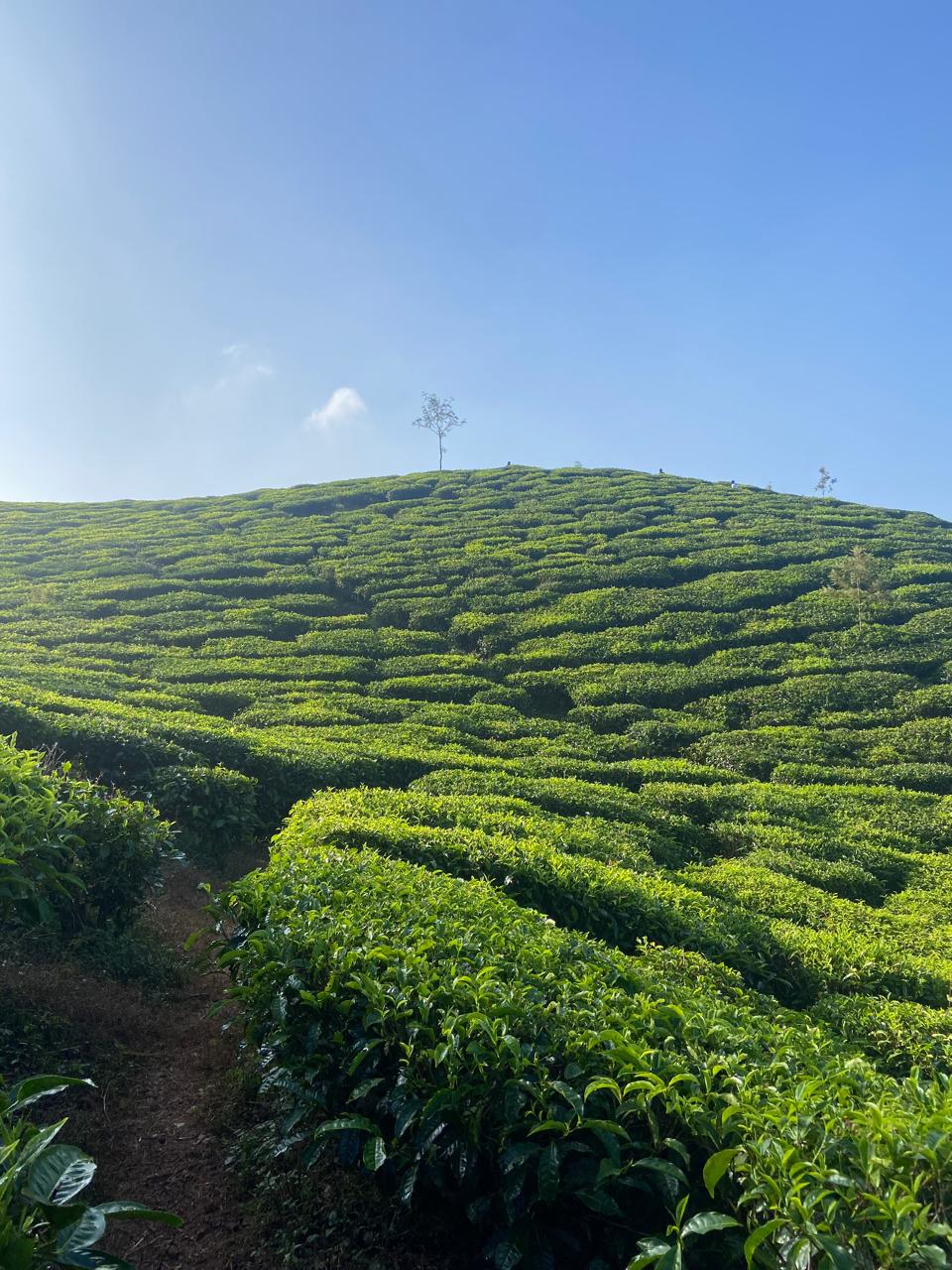 Rolling tea estate