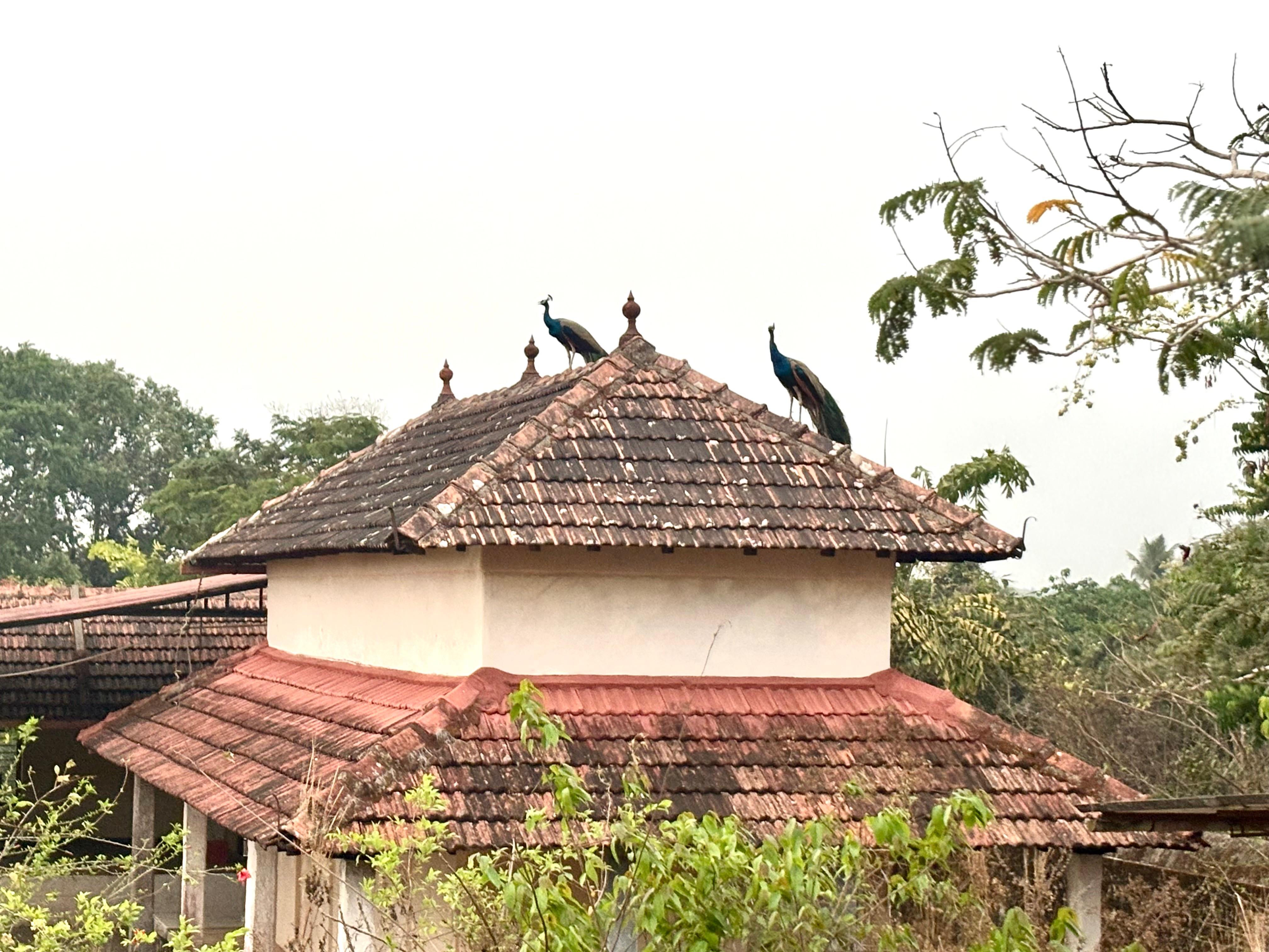 Peacocks on a temple roof in Udupi