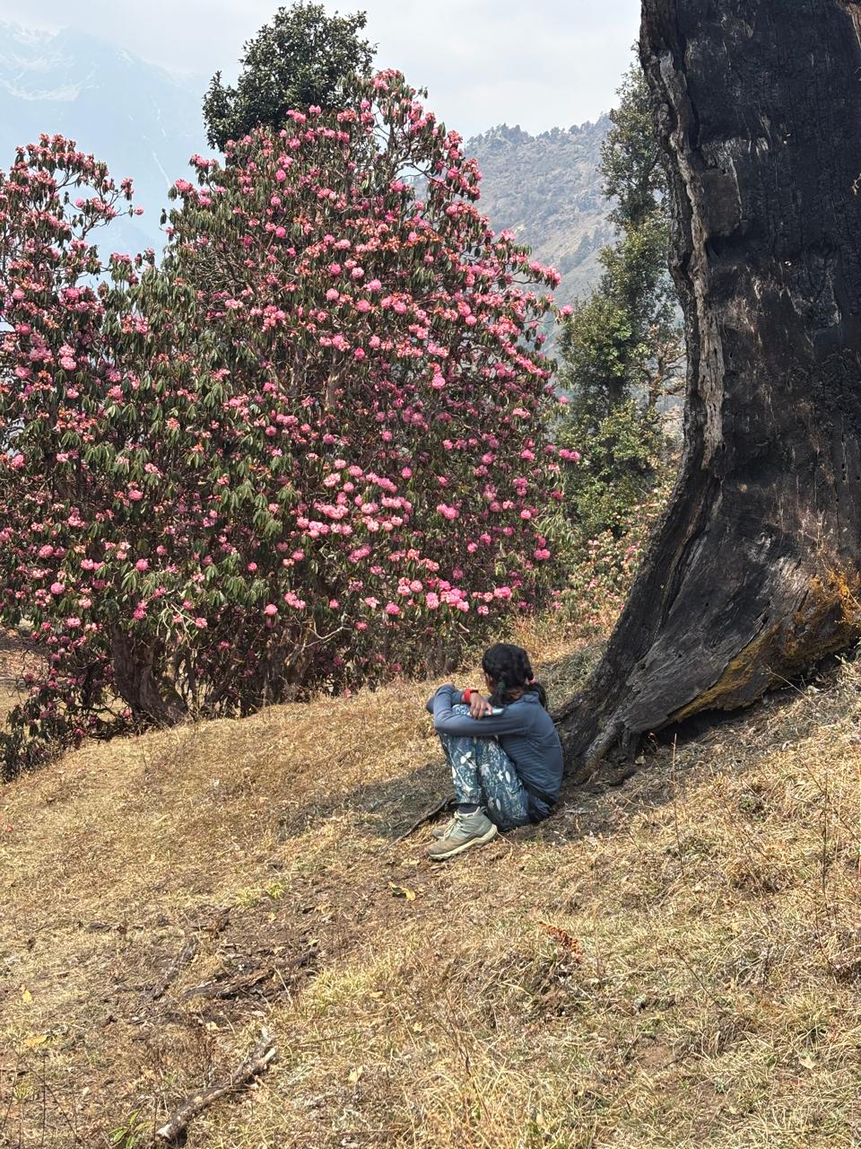 Sitting under an old tree beside a rhododendron in full bloom
