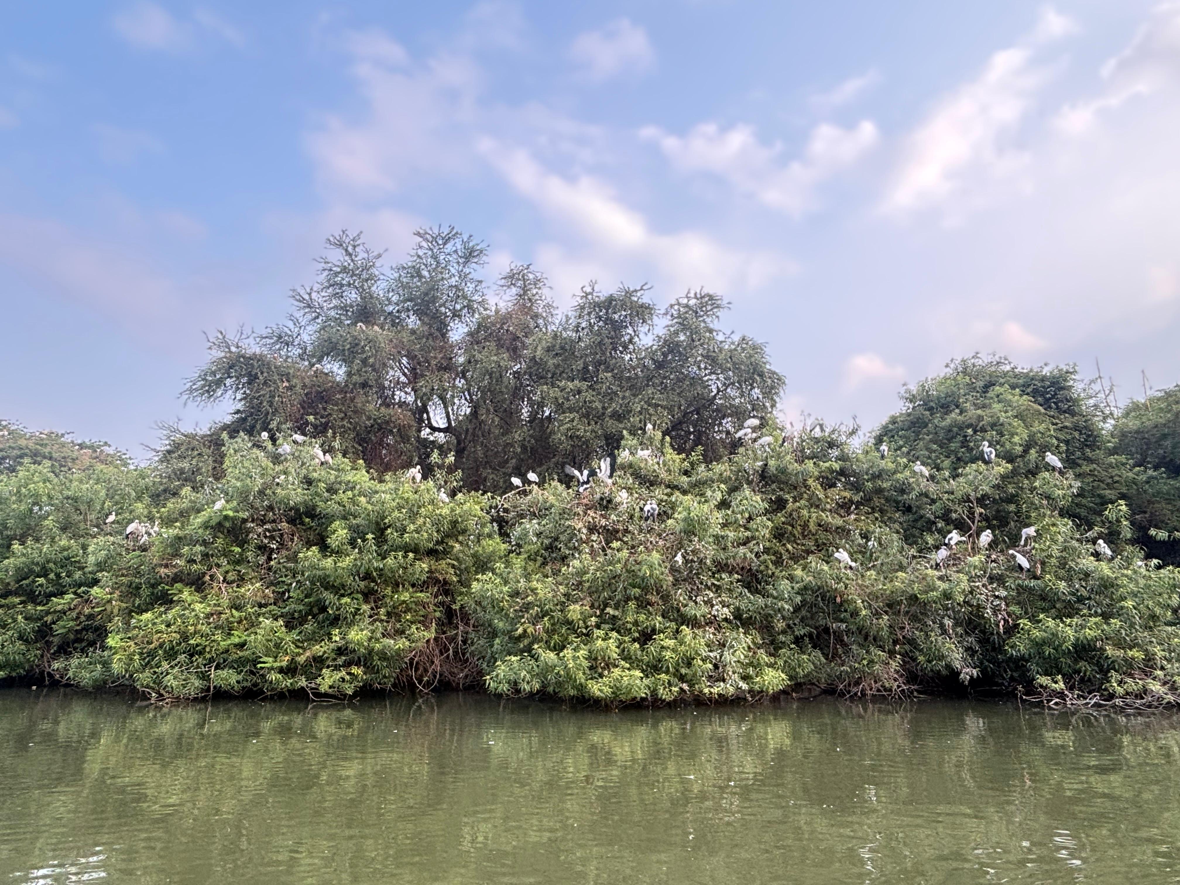 Egrets and herons perched on trees at the lake